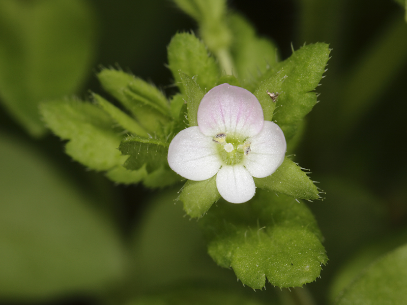 Veronica rosea - Veronica cfr.agrestis